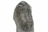 Small Eyed, Struveaspis Trilobite - Jorf, Morocco #235651-5